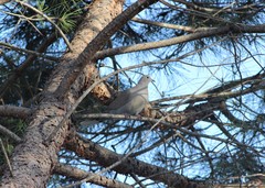 Streptopelia decaocto