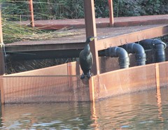 Phalacrocorax carbo