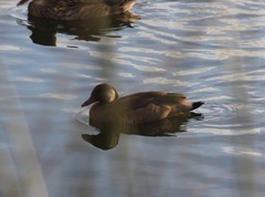 Amazonetta brasiliensis
