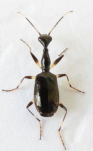 Colliuris lioptera photo 2
