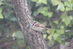Passer domesticus