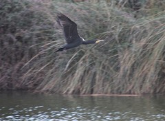 Phalacrocorax carbo