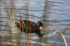 Amazonetta brasiliensis