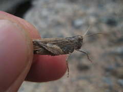 Oedipoda canariensis