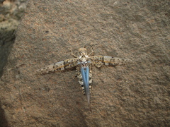 Sphingonotus guanchus