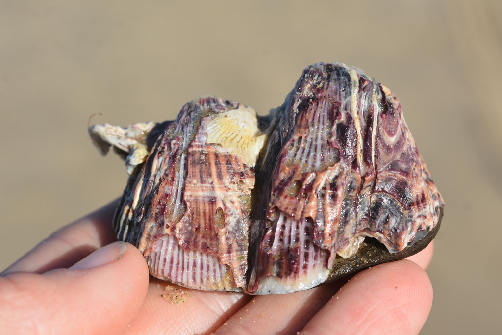 Concavinae