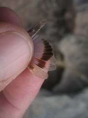Oedipoda canariensis