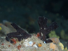 Chalinula parasimulans