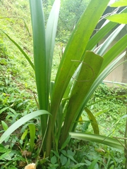 Hippeastrum vittatum