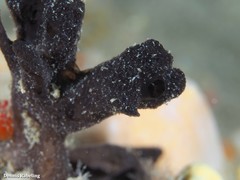 Chalinula parasimulans