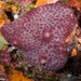 Ircinia - Photo (c) Dennis Rabeling, some rights reserved (CC BY-NC-ND), uploaded by Dennis Rabeling