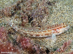 Gobius gasteveni
