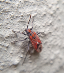 Haemobaphus concinnus