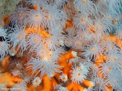 Dendrophyllia ramea