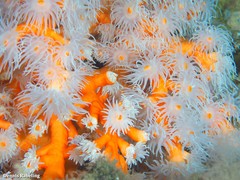 Dendrophyllia ramea