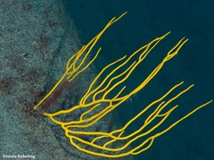 Leptogorgia viminalis