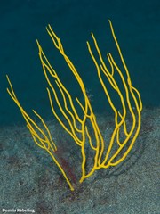 Leptogorgia viminalis