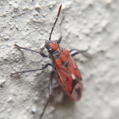 Haemobaphus concinnus