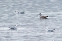 Larus cachinnans