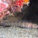 Brito's Goby - Photo (c) Dennis Rabeling, some rights reserved (CC BY-NC-ND), uploaded by Dennis Rabeling