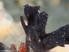 Chalinula parasimulans