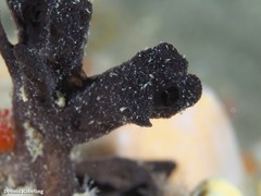 Chalinula parasimulans