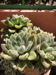 Echeveria setosa