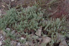 Chenolea diffusa