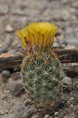 Coryphantha glanduligera