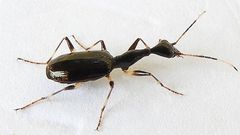 Colliuris lioptera