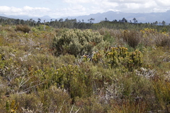 Grubbia tomentosa