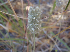Dalea albiflora