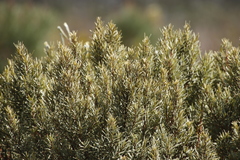 Grubbia tomentosa