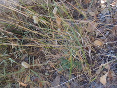 Dalea albiflora