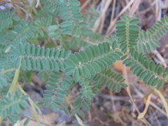Dalea albiflora