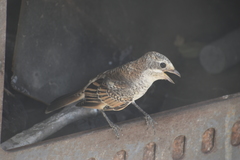 Lanius senator senator