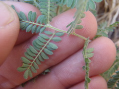 Dalea albiflora