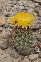 Coryphantha glanduligera