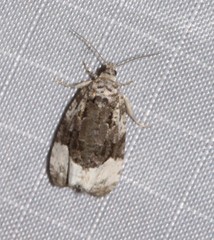 Apotomis funerea