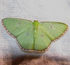 Lissochlora albociliaria