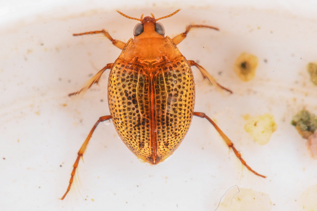 Peltodytes simplex