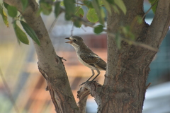 Lanius senator senator