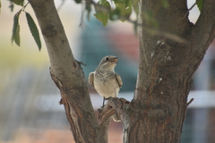 Lanius senator senator