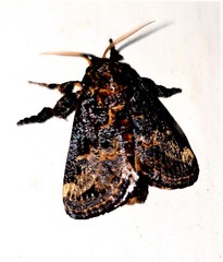 Scotinochroa inconsequens