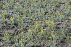 Crepis occidentalis