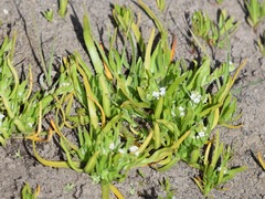 Plagiobothrys bracteatus