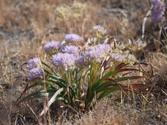 Allium lemmonii