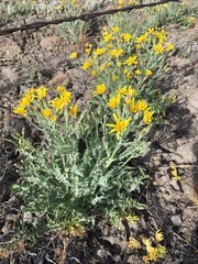 Crepis occidentalis