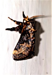 Scotinochroa inconsequens