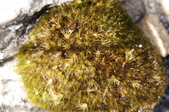 Campylopus bartramiaceus